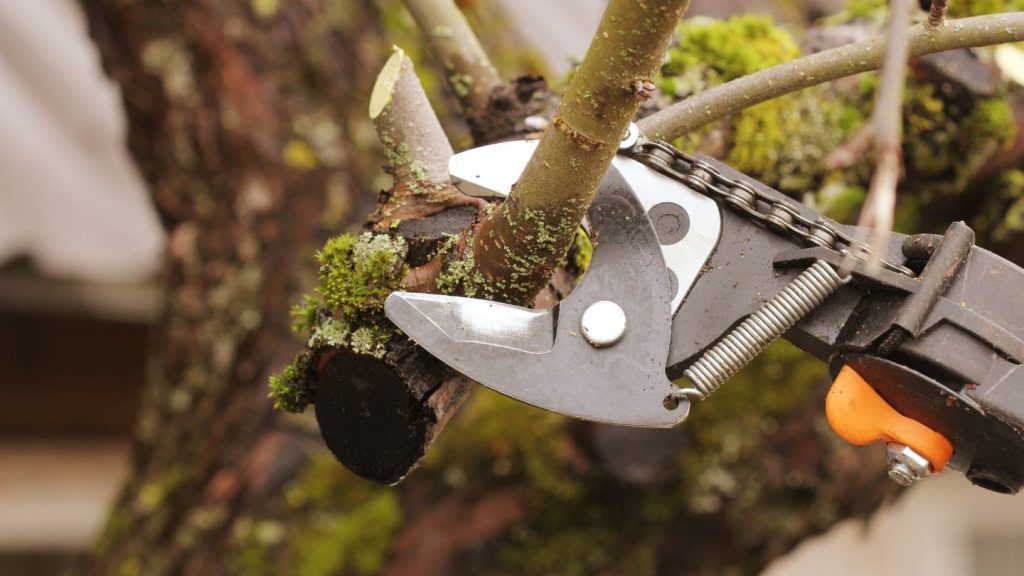 Top Tips for Pruning Healthy Trees in Abbotsford, BC